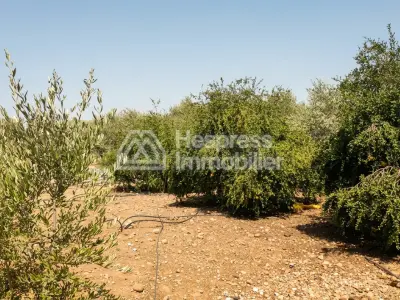 أرض زراعية مسجلة
