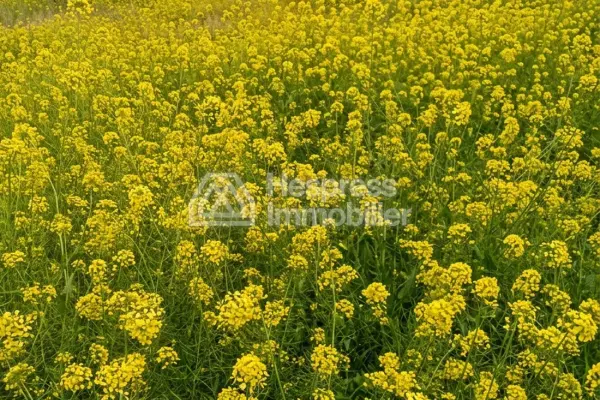 Purchase of land at Ait Ourir . Area 10000 m²
