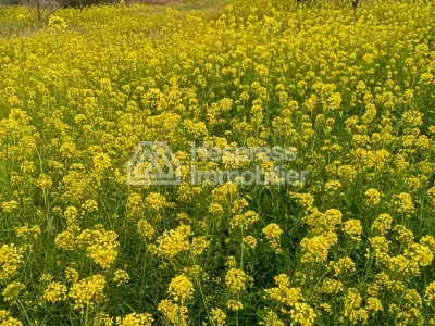 Purchase of land at Ait Ourir . Area 10000 m²