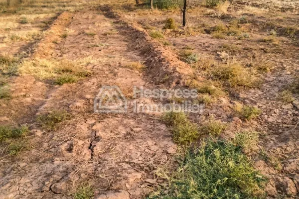 Purchase of land at Ait Ourir . Area 10000 m²