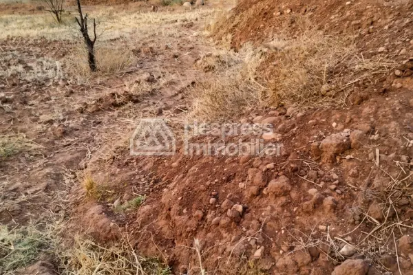 Purchase of land at Ait Ourir . Area 10000 m²