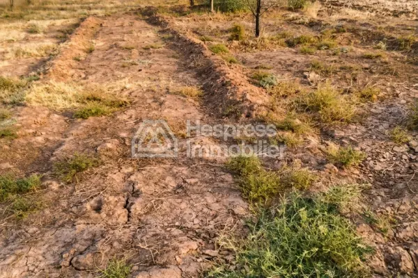 Purchase of land at Ait Ourir . Area 10000 m²