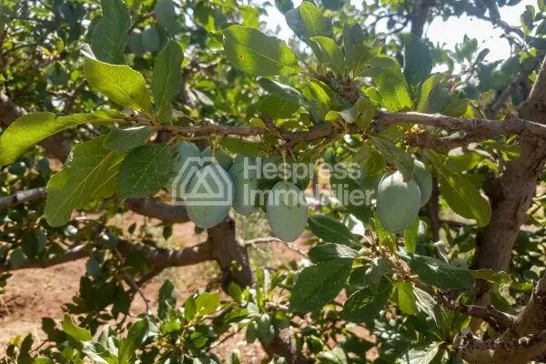 Farm for sale in Ouarzazate, 137 hectares, altitude 1700 m²