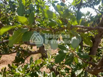 Farm for sale in Ouarzazate, 137 hectares, altitude 1700 m²