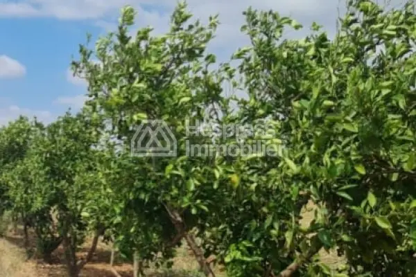 مزرعة مسجلة، مساحتها 6 هكتارات، تقع على طريق مايا، مكناس - 4000 شجرة - بئران - منزل يعمل بالطاقة الشمسية - مسبح - ملعب كرة قدم مصغر - حظيرة ماشية
