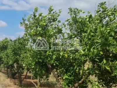 مزرعة مسجلة، مساحتها 6 هكتارات، تقع على طريق مايا، مكناس - 4000 شجرة - بئران - منزل يعمل بالطاقة الشمسية - مسبح - ملعب كرة قدم مصغر - حظيرة ماشية