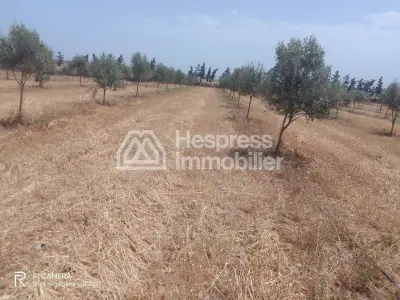 Terrain en zone industrielle Skhirat