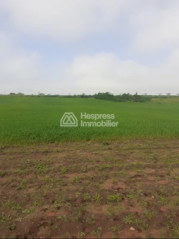 20 hectares for sale in Al-Khayata
