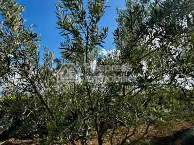 Ferme avec Villa Plain Pied à Vendre à Ghmat – Route de L’Ourika Milkiya