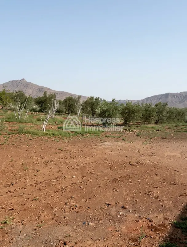 Ferme Titrée 2 Hectares 2500 m² Marrakech Borrous