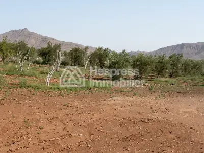 Ferme Titrée 2 Hectares 2500 m² Marrakech Borrous