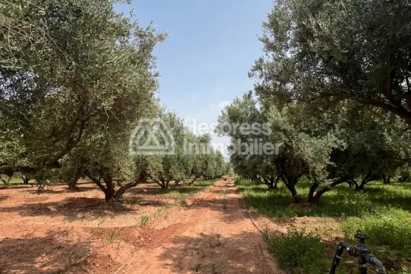 2-hectare farm for sale on the Fes road Marrakech