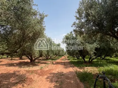 2-hectare farm for sale on the Fes road Marrakech