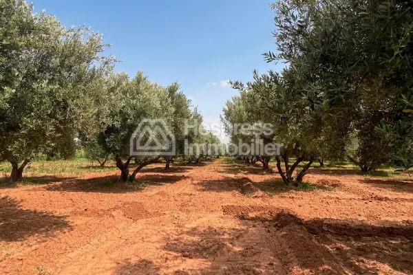 2-hectare farm for sale on the Fes road Marrakech