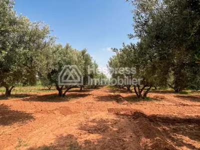 2-hectare farm for sale on the Fes road Marrakech